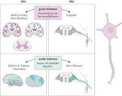 Das zns besteht aus dem gehirn (cerebrum) und dem rückenmark (medulla spinalis) als nervöse steuerzentren zur informationsverarbeitung (koordination, integration, assoziation). Aufbau Des Nervensystems Via Medici Leichter Lernen Mehr Verstehen