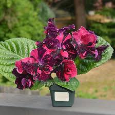 Image result for Streptocarpus sp.nov. aff. S. grandis