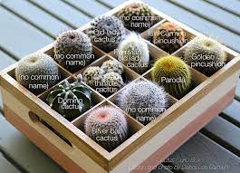Cactus care, gallery and names. Cactus Info Photos And Ids