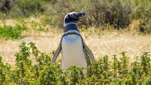 Mar 10, 2019 · the tour. Punta Tombo Argentina A Penguin Paradise In Patagonia Adventure Family Travel Wandering Wagars