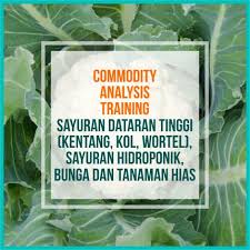Contextual translation of tanaman into english. Indonesia Commodity Analysis Training Sayuran Dataran Tinggi Kentang Kol Wortel Sayuran Hidroponik Bunga Dan Tanaman Hias Pt Prima Kelola Ipb