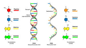 Dna Vs Rna 5 Key Differences And Comparison Technology Networks Genetics Activities Dna Facts Dna