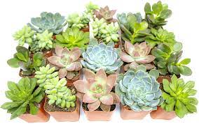 Online sale of cactus and succulents with a wide and accurate selection of rare, unusual and collectible plants. Amazon Com Succulent Plants 20 Pack Fully Rooted In Planter Pots With Soil Real Potted Succulents Plants Live Houseplants Unique Indoor Cacti Mix Cactus Decor By Plants For Pets Garden Outdoor