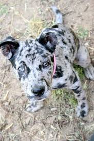 Lola The Catahoula Leopard Mix Leopard Dog Catahoula Puppies Catahoula Leopard Dog