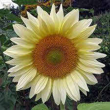 As with most sunflower look alikes yellow daisies require moisture laden soil with complete sunlight. Procut White Lite Sunflower Seeds Annual Flower Seeds