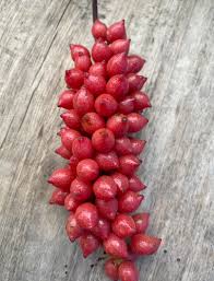 Image result for Dioscoreophyllum