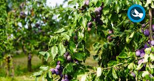 Image result for pruning plum trees