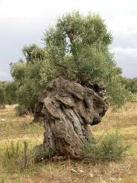 Pin By Star B1 On F8inopwro Olive Tree Weird Trees Nature Tree