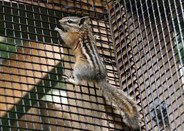 Using too little or too much will affect how well the flakes work to deter chipmunks. Complete Guide Of How To Get Rid Of Chipmunks Outside Pest Wiki