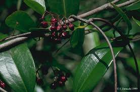 Image result for Secamone retusa