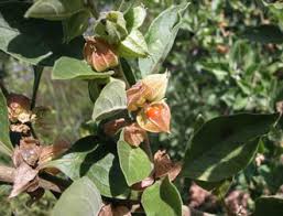 Image result for Withania