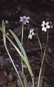 Image result for Sisyrinchium micranthum