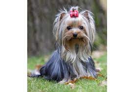 Yorkies are the smallest breed of dog available today, for as little as they are, they possess a vast number of traits. Yorkshire Terriers What S Good About Em What S Bad About Em