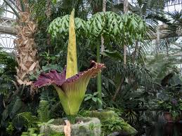 File:Corpse flower (71198)a.jpg - Wikimedia Commons