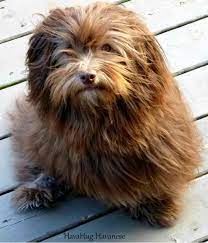 We encourage you to browse our site and contact us with any information on breeding is important to me, and i take it seriously. Havahug Havanese Puppies Havahug Havanese Puppies Of Michigan
