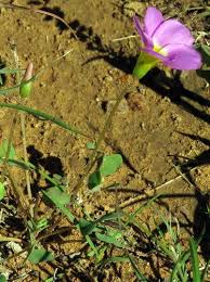 Image result for Oxalis obliquifolia