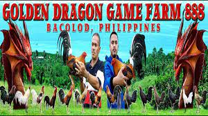 Demo gratis de 888 golden dragon de rakki reseña y análisis del juego lista completa de casinos y sus bonos para enero 2021. Welcome To The Range Area Of Golden Dragon Game Farm 888 Youtube