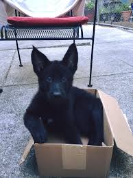Landi and fuse draw admirers everywhere we go. Shiloh Shepherd Puppies For Sale California Bmo Show