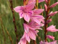 Image result for Xylia torreana