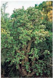 Image result for Eriosema flexuosum