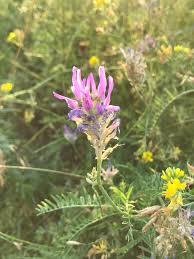 Image result for Dichilus reflexus