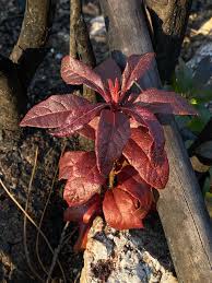 Image result for Lefebvrea grantii