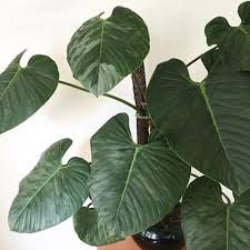 The Silvery Variegation Philodendron Sodori Philodendron Philodendronsodori Aroid Aroids Aroi Philodendron Plant Philodendron Plants