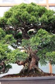Sierra Juniper Juniperus Occidentalis Bonsai Baum Bonsai Kleine Baume