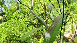 Image result for Strophanthus gardeniiflorus
