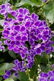 Looking for shrubs that produce beautiful blooms in the shade? 14 Gorgeous Purple Flowering Shrubs Bushes For Your Garden