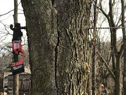 Section of old trunk with annual rings. How To Fix A Splitting Tree