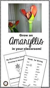 Grow A Winter Flower Science Math And Writing Classroom Freebies Classroom Freebies Flower Science Winter Science Projects