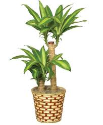 Image result for Dracaena fragrans