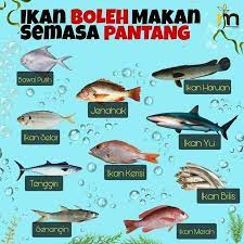 Pemanfaatannya hanya sekadar dipelihara karena keindahan tubuhnya. Penjual Ikan Baru Beaufort Postingan Facebook