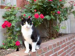 Cats tend to use gardens as their personal outdoor litter boxes. Ways To Keep Cats Out Of Your Yard Or Garden