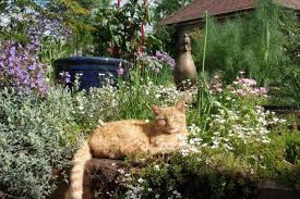 Wir haben das erste mal katzen die leider keinen freigang im garten genießen auch das anbringen des netzes war einfach mit kabelbinder und ging super schnell. Katzensicherer Garten Herz Fuer Tiere De