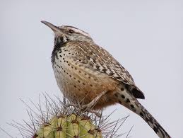 Scarica un video a tema cactus wren on cholla cactus da 5.000 secondi a 29.97 fps. Behold The Cactus Wren Amazing Photos Of The Desert Dwelling Birds Live Science