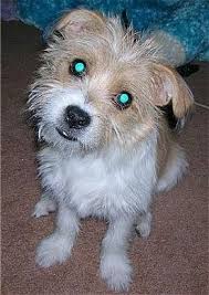 Its distinctive, long, and shiny coat sets it apart from its cousins. Ratshi Terrier Dog Breed Information And Pictures