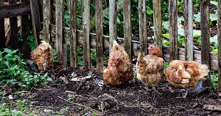 You can try adding some juice as well but you'll need to reapply after every rain. Chickens In The Garden What You Need To Know Gardener S Path