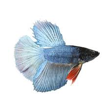 Male Deltatail Bettas For Sale Order Online Petco In 2020 Petco Betta Betta Fish