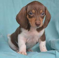 They have become popular family pets as they shed less than the. Miniature Dachshund Puppies For Sale Joliet Il 294967
