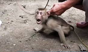 Remove ban from monkey app easy and fast way | part 2 подробнее. Costco Drops Chaokoh Coconut Milk Allegations Of Forced Monkey Labor Which Sees The Animals Chained Internewscast