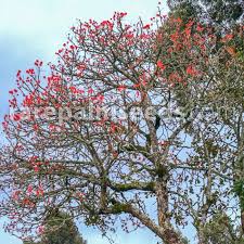 Image result for Erythrina abyssinica