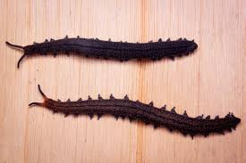 Image result for Afroqueta capensis