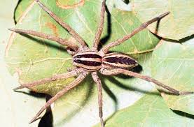 Common Spiders Texas Insect Identification Tools