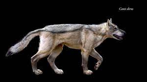 Meet The Dire Wolf Your Favorite Game Of Thrones Canine Dire Wolf Prehistoric Animals Mammals