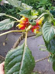 Image result for Impatiens niamniamensis