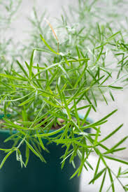 Image result for Asparagus rogersii