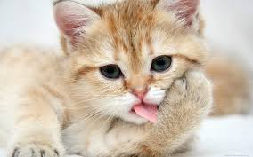 اجمل صور قطط صور قطط كيوت كيوت