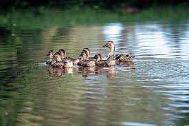 البط والإوز والأوز العراقي طيور صغيرة الحجم أو كبيرة، أجسامها بشكل عام تكون عريضة وطويلة ممدودة، أما الأنواع التي تستطيع الغطس في الماء فتكون أكثر استدارة، ويتراوح حجم الأنواع الحية من الصغير جدا، كإوز القطن. ÙƒÙŠÙÙŠØ© Ø§Ù„ØªØ¹Ø±Ù Ø¹Ù„Ù‰ Ø³Ù„Ø§Ù„Ø§Øª Ø§Ù„Ø¨Ø·Ø© 2021